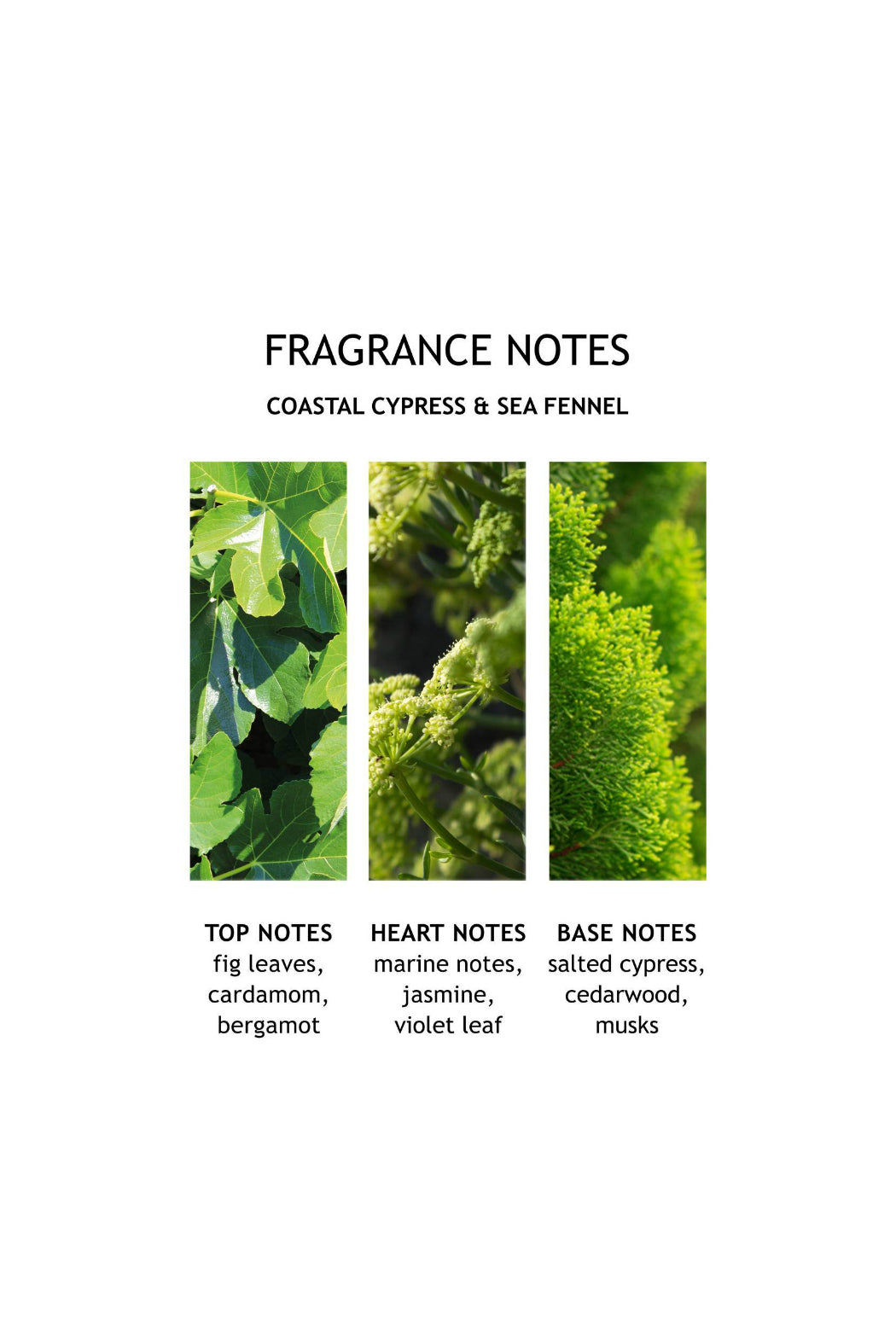 Coastal Cypress & Sea Fennel Body Lotion