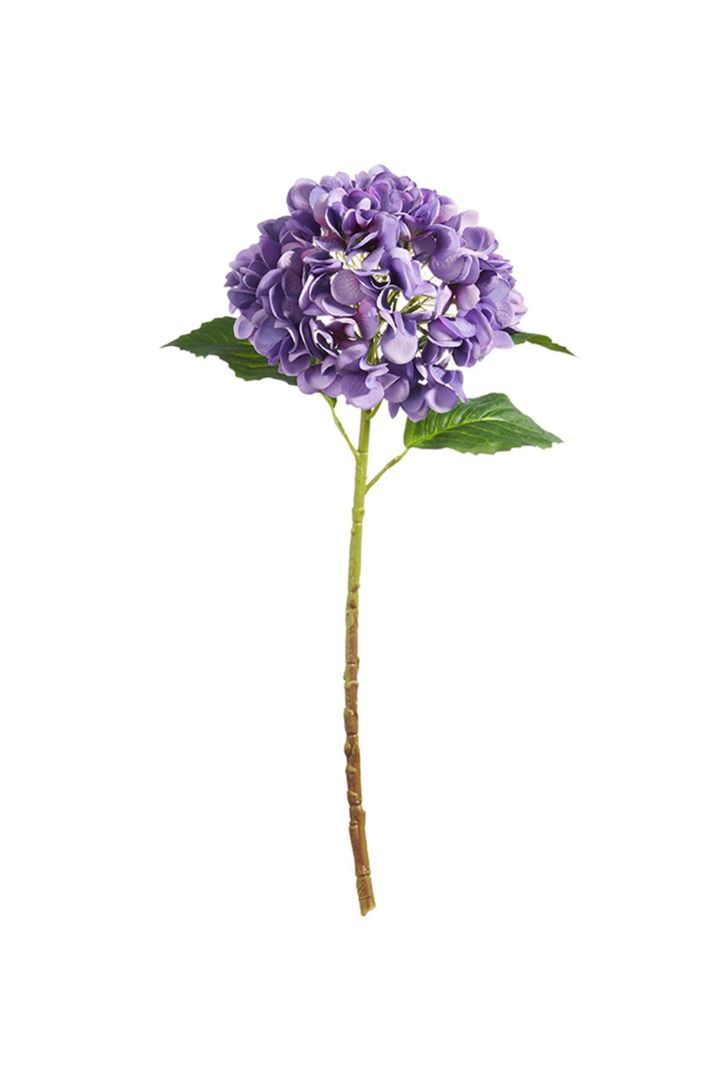 Hydrangea Stem