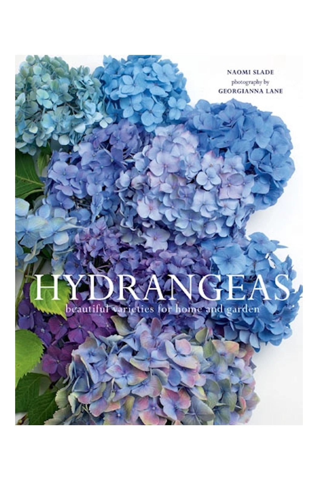 Hydrangeas: Beautiful Varieties