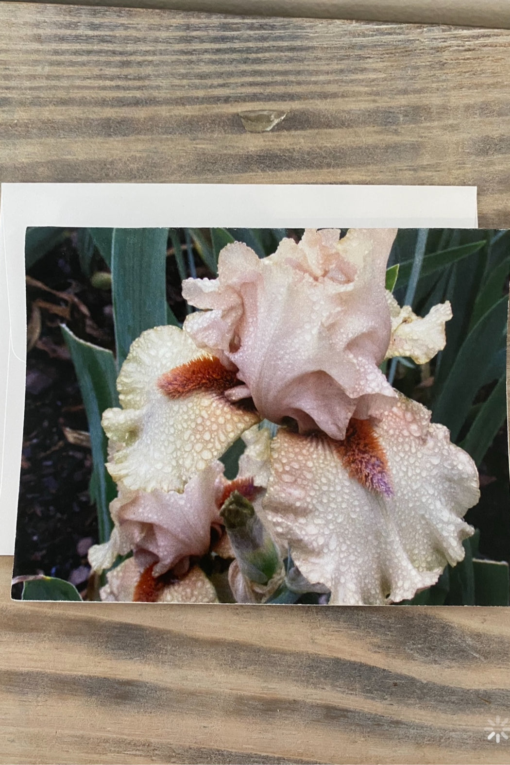 Greeting Card Blank- Nature