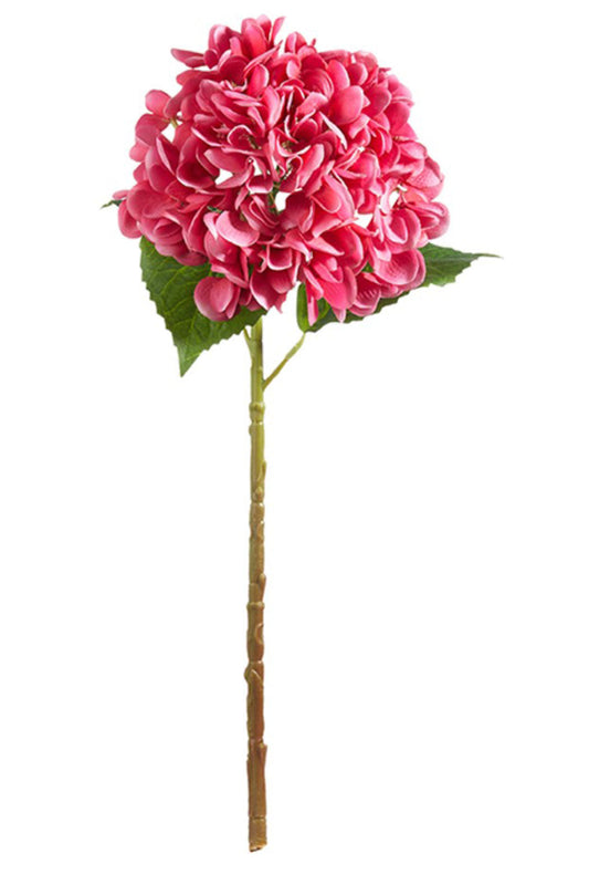 Pink Hydrangea