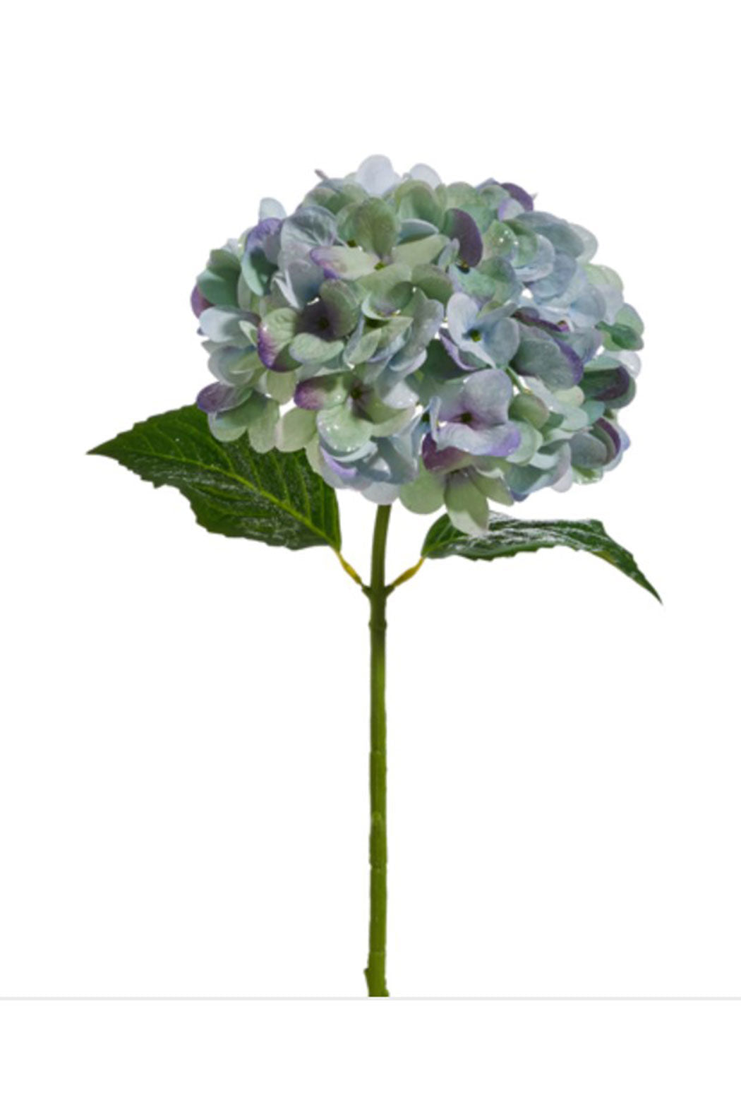 Hydrangea Stem