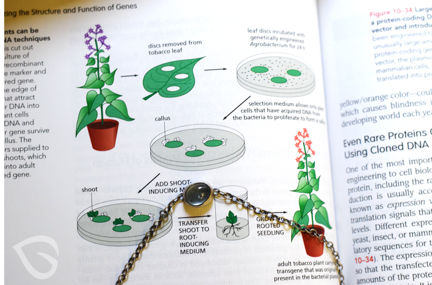 PlantingSeed™ Ocean Jasper Sweet Potato Lariat