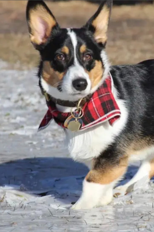 Dog Bandana's by Lily Anne Boutique