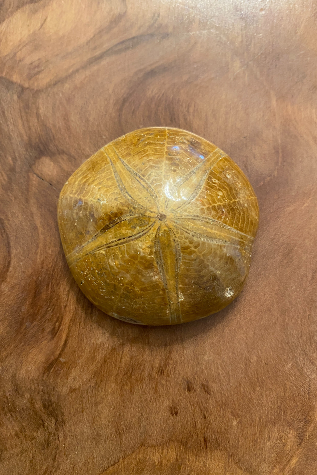 Fossil Sea Urchin
