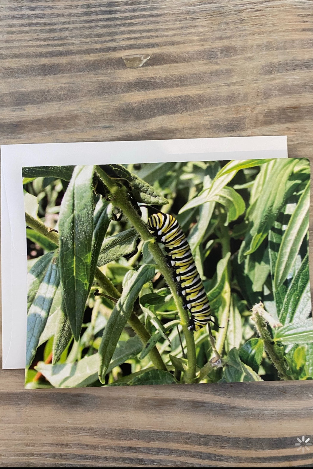 Greeting Card Blank- Nature