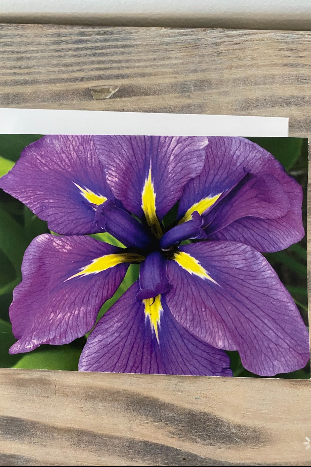 Greeting Card Blank- Nature