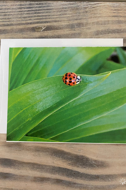 Greeting Card Blank- Nature