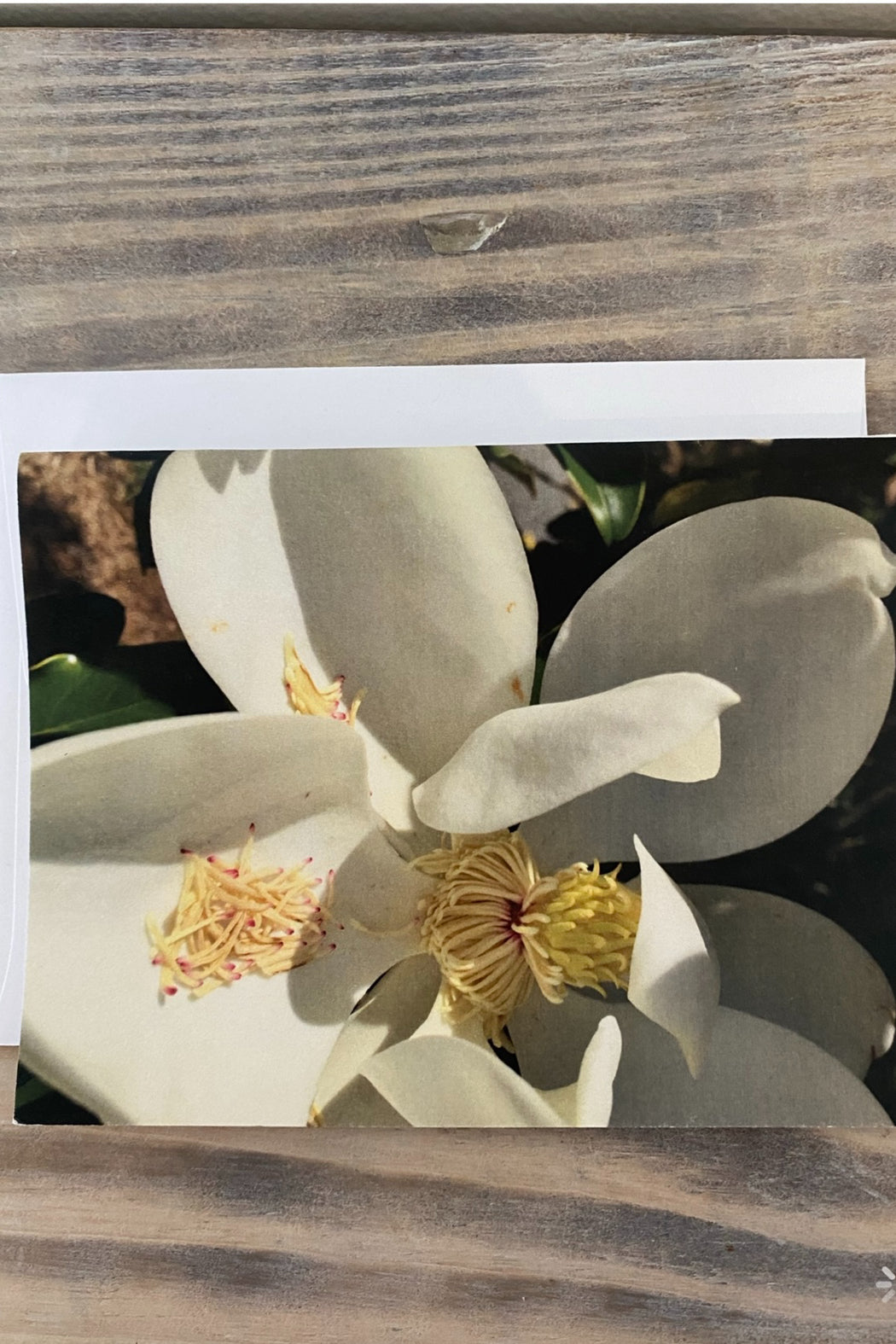 Greeting Card Blank- Nature
