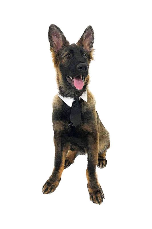 Midlee - Formal Black Doggy Tie